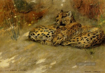 Studie der East African Leopards Arthur Wardle Ölgemälde